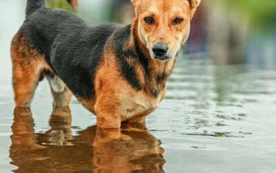 Flooding Isn’t Just a Coastal Problem