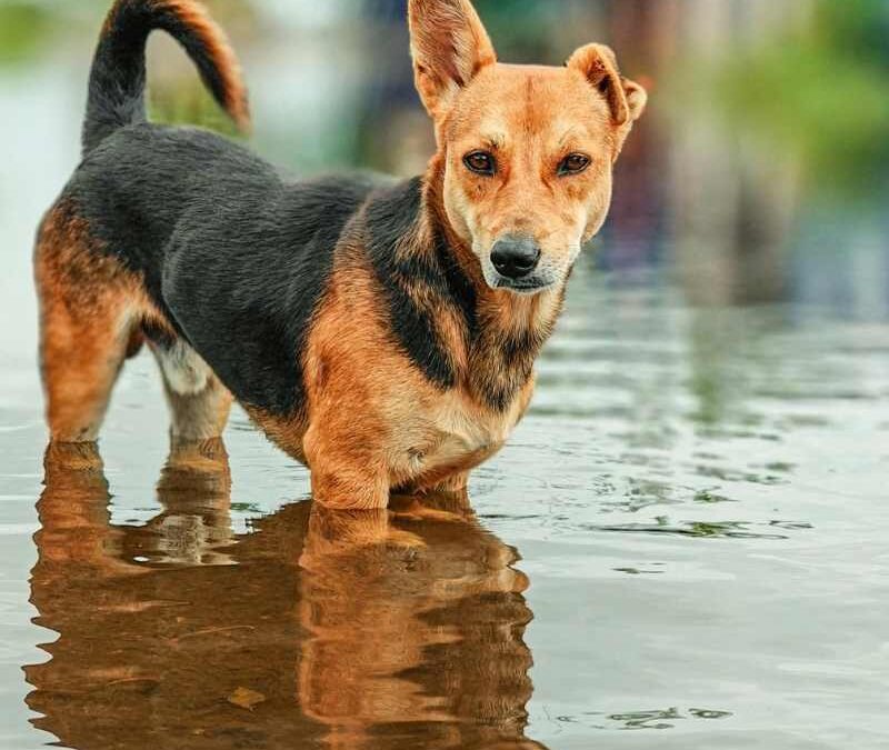 Flooding Isn’t Just a Coastal Problem